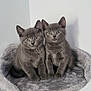 abyssinian, angora, animal, blackcat, brasssection, cat, egyptiancat, gray, horn, kitten, manx, musicalinstrument, pet, siamese, sink