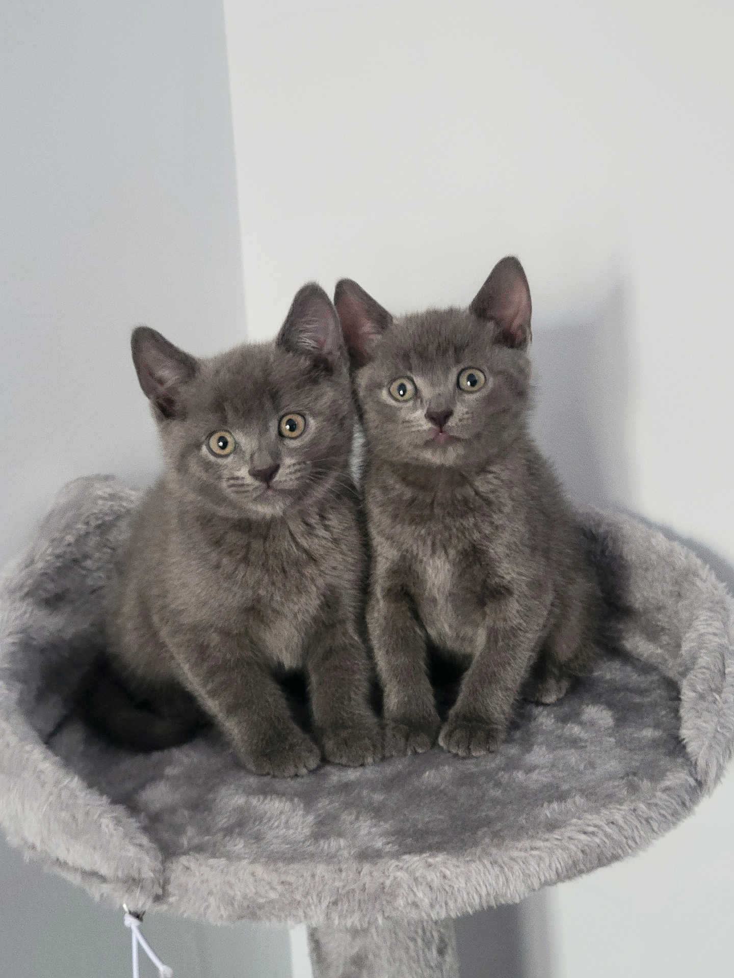 Luna And Odin