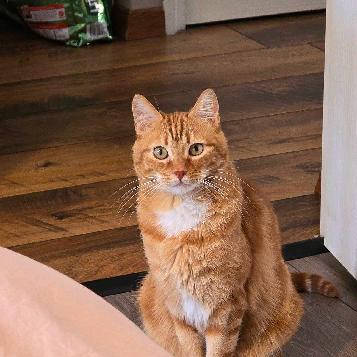 Poustache a rejoint le concours — aidez-le/la à gagner de superbes lots ! abyssinian, angora, animal, cat, door, hardwood, indoors, interiordesign, kitten, manx, pet, plywood, stainedwood, wood