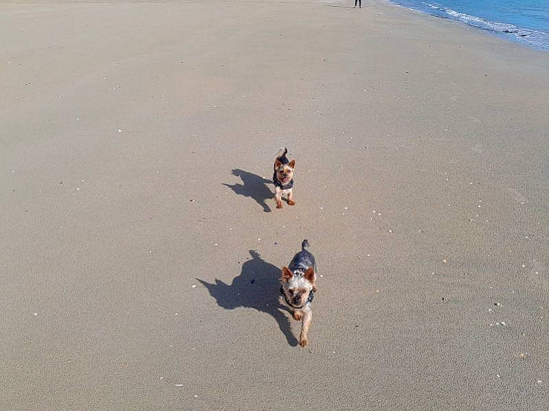 Rackam a rejoint le concours — aidez-le/la à gagner de superbes lots ! aeolian_landform, asphalt, beach, body_of_water, canidae, coast, ecoregion, fun, horizon, landscape, leisure, ocean, recreation, sand, shadow, singing_sand, slope, soil, water, wind_wave