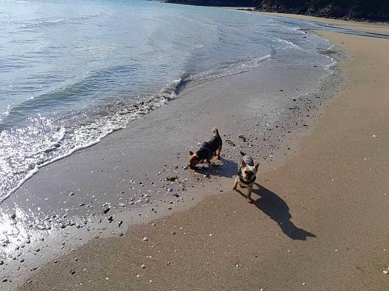 Rackam a rejoint le concours — aidez-le/la à gagner de superbes lots ! asphalt, beach, carnivore, coast, coastal_and_oceanic_landforms, fawn, fun, horizon, landscape, ocean, road_surface, sand, shadow, shore, soil, tree, water, wave, wind_wave, wood