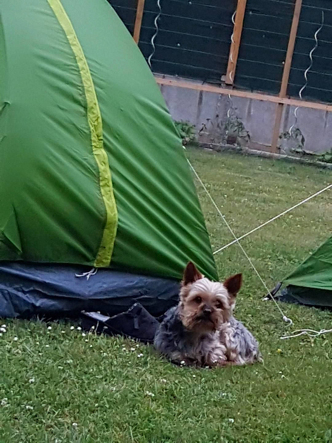 Rackam participe au concours pour gagner de l'argent avec cette photo : camping, canidae, carnivore, companion_dog, dog, dog_breed, fawn, grass, grassland, leisure, plant, shade, small_terrier, sporting_group, tail, tarpaulin, tent, terrier, toy_dog, tree