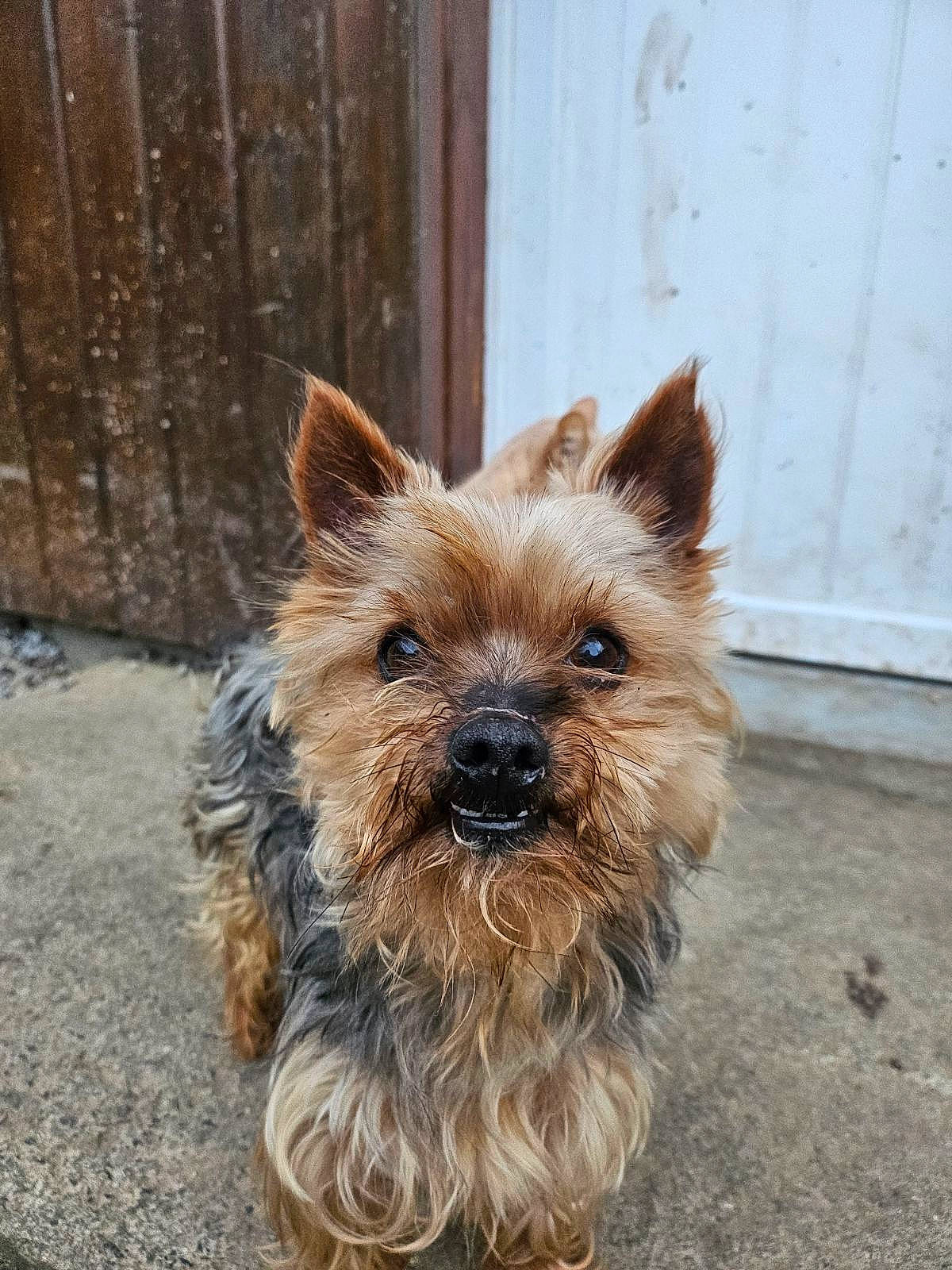 Rackam a rejoint le concours — aidez-le/la à gagner de superbes lots ! biewer_terrier, canidae, carnivore, companion_dog, dog, dog_breed, dog_supply, fawn, fur, liver, small_terrier, snout, sporting_group, terrestrial_animal, terrier, toy_dog, working_animal, working_terrier, yorkipoo, yorkshire_terrier