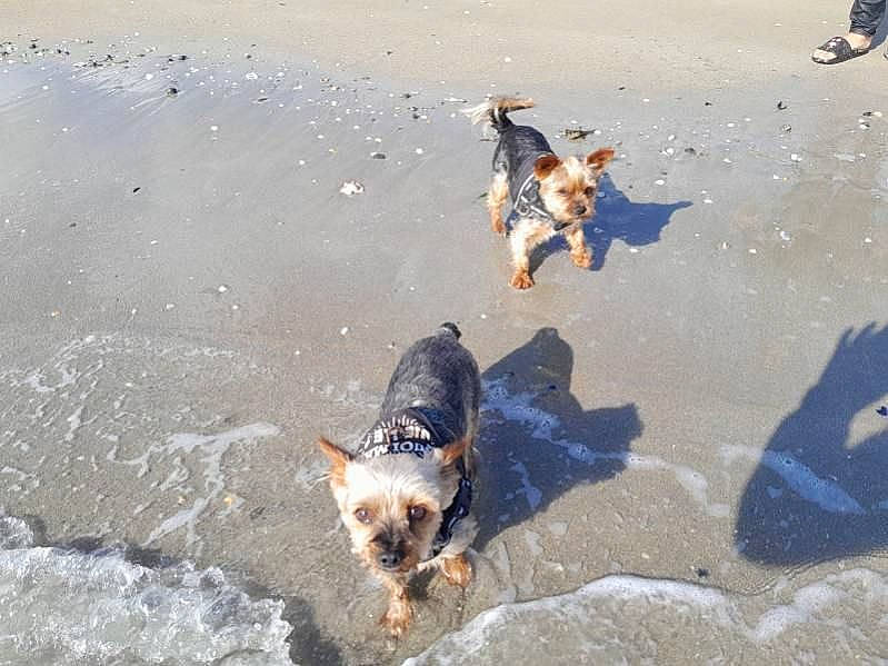 Rackam a rejoint le concours — aidez-le/la à gagner de superbes lots ! beach, body_of_water, canidae, carnivore, coast, dog, dog_breed, fawn, fun, herding_dog, ocean, sand, shadow, sporting_group, tail, water, wave, wildlife, wind_wave, winter