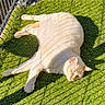 Ice participe au concours pour gagner de l'argent avec cette photo : animal, cat, daylight, fence, fur, grass, green, mammal, nature, outdoor, peaceful, pet, quiet, relaxed, resting, shadow, sleeping, sunlight, sunny, whiskers