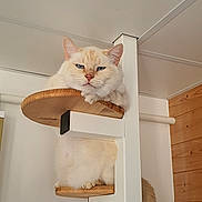 Ice a rejoint le concours — aidez-le/la à gagner de superbes lots ! cat, animal, pet, indoor, feline, wood, cat_tree, relaxed, cream_colored, fur, ears, claws, resting, home, corner, white_wall, wood_paneling, looking_down, sitting, furniture