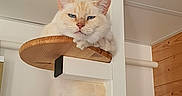 Ice a rejoint le concours — aidez-le/la à gagner de superbes lots ! animal, cat, cat_tree, claws, corner, cream_colored, ears, feline, fur, furniture, home, indoor, looking_down, pet, relaxed, resting, sitting, white_wall, wood, wood_paneling