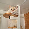 cat, animal, pet, indoor, feline, wood, cat_tree, relaxed, cream_colored, fur, ears, claws, resting, home, corner, white_wall, wood_paneling, looking_down, sitting, furniture