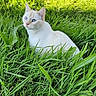 Ice a rejoint le concours — aidez-le/la à gagner de superbes lots ! cat, blue_eyes, white_fur, grass, outdoor, nature, animal, pet, greenery, sunlight, feline, mammal, wildlife, calm, relaxing, leaf, plant, summer, daylight, closeup