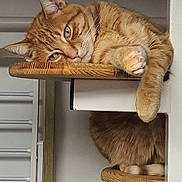 Rouky a rejoint le concours — aidez-le/la à gagner de superbes lots ! cat, ginger_cat, feline, pet, relaxed, sleepy, wooden_shelf, indoor, paw, fur, whiskers, ears, face, resting, cozy, home, animal, cute, tabby, lazy