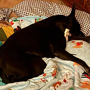 Keisha joined the competition — help win amazing prizes! dog, black_dog, blanket, patterned_blanket, sleeping, resting, indoor, cozy, pillow, furniture, wooden_furniture, carpet, relaxing, animal, pet, domestic_animal, cute, companion, fur, quiet