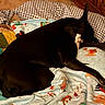 dog, black_dog, blanket, patterned_blanket, sleeping, resting, indoor, cozy, pillow, furniture, wooden_furniture, carpet, relaxing, animal, pet, domestic_animal, cute, companion, fur, quiet