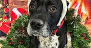 Keisha joined the competition — help win amazing prizes! animal, antlers, black_dog, celebration, christmas, christmas_wreath, costume, cute, decor, dog, festive, fireplace, furry, greenery, holiday_decorations, indoor, pet, portrait, red_and_white, winter
