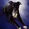 Keisha is registered to the contest to win money with this photo: dog, black_dog, white_spots, portrait, painting_style, text_overlay, name_text, lying_down, ears_up, brown_eyes, animal, pet, studio_background, blue_background, white_background, canine, fur, paw, expression, artistic