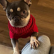 Precious is registered to the contest to win money with this photo: dog, french_bulldog, pet, animal, sweater, red_clothing, paws, indoor, floor, wooden_floor, looking_up, cute, companion, domestic_animal, canine, short_hair, ears, snout, person, pants