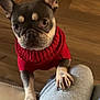 dog, french_bulldog, pet, animal, sweater, red_clothing, paws, indoor, floor, wooden_floor, looking_up, cute, companion, domestic_animal, canine, short_hair, ears, snout, person, pants