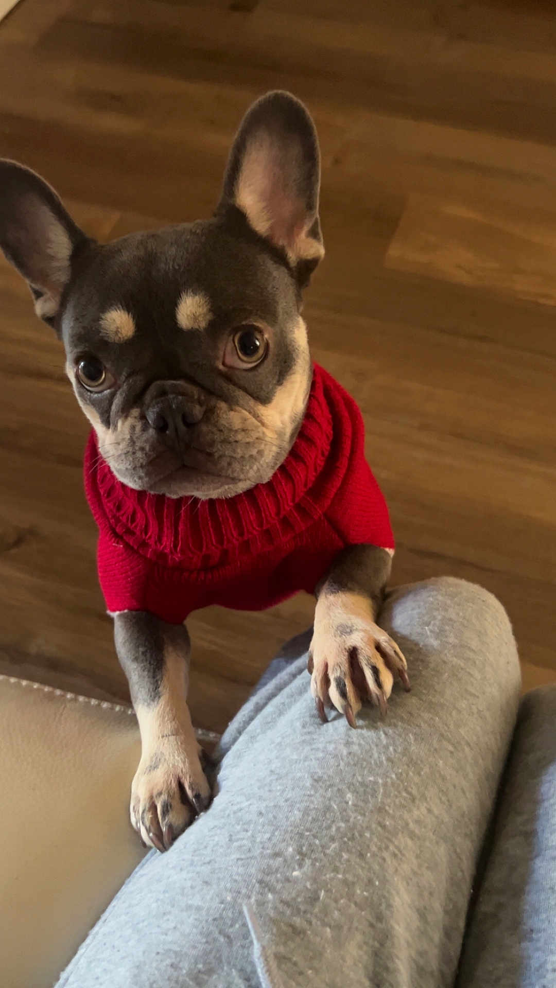 Precious is registered to the contest to win money with this photo: dog, french_bulldog, pet, animal, sweater, red_clothing, paws, indoor, floor, wooden_floor, looking_up, cute, companion, domestic_animal, canine, short_hair, ears, snout, person, pants