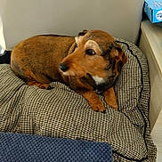 Hannibal a rejoint le concours — aidez-le/la à gagner de superbes lots ! animal, architecture, armchair, beagle, blanket, building, canine, chair, couch, cushion, dog, furniture, homedecor, hound, indoors, linen, livingroom, pet, puppy, room