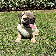 Arley a rejoint le concours — aidez-le/la à gagner de superbes lots ! adorable, animal, cute, daylight, dog, friendly, grass, leafy_hedge, mammal, nature, outdoor, pet, playful, pug, puppy, sitting, small_dog, sunny, tongue_out, young_dog
