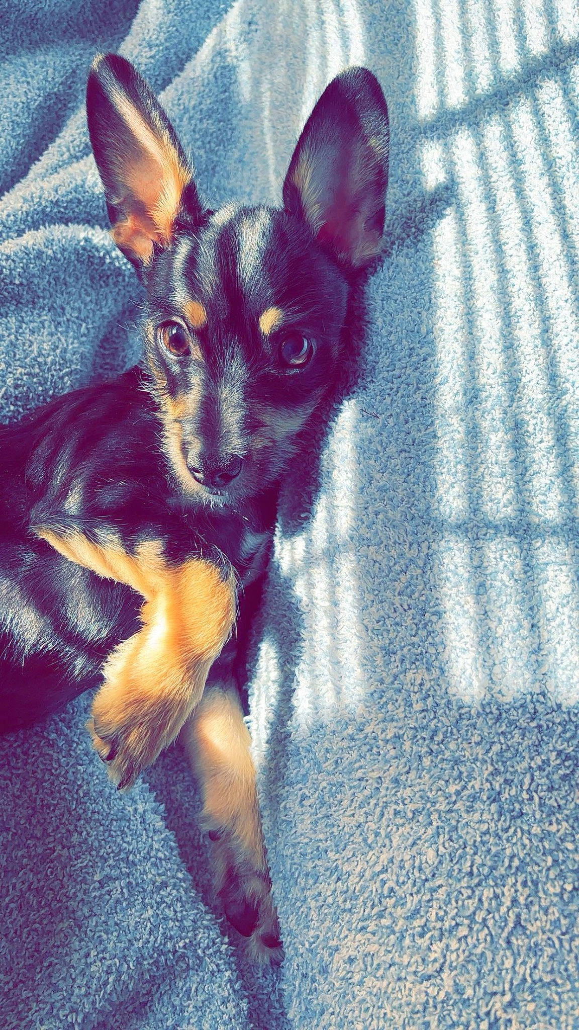 Vada joined the competition — help win amazing prizes! canidae, carnivore, claw, companion_dog, dog, dog_breed, ear, electric_blue, eye, fawn, fur, head, human_body, iris, paw, snout, sporting_group, tail, toy_dog, whiskers