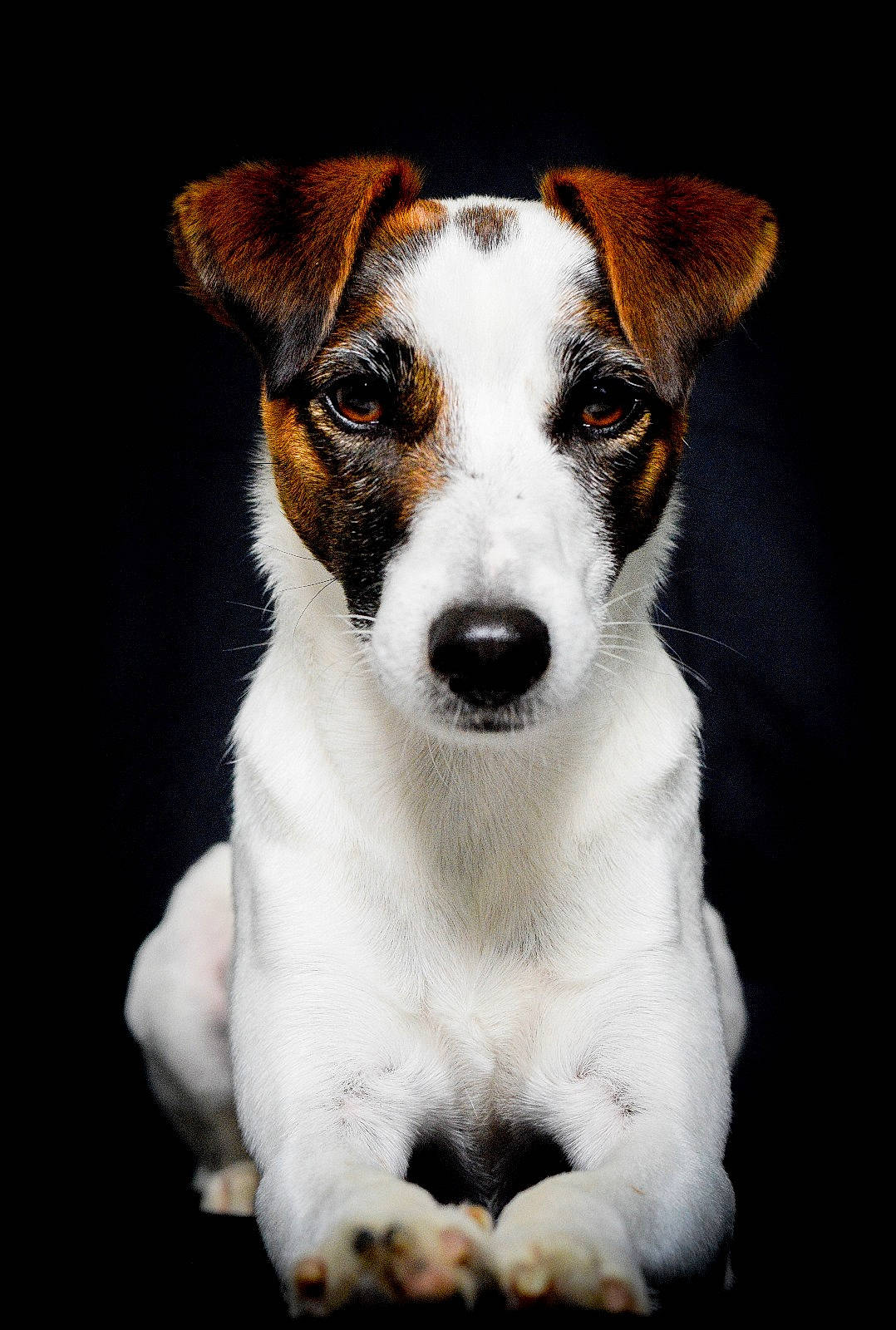 Scooby a rejoint le concours — aidez-le/la à gagner de superbes lots ! accessories, animal, appenzeller, beagle, boxer, bulldog, canine, chihuahua, dog, hound, labradorretriever, leash, pet, pointer, puppy, snout, strap, terrier, whitedog