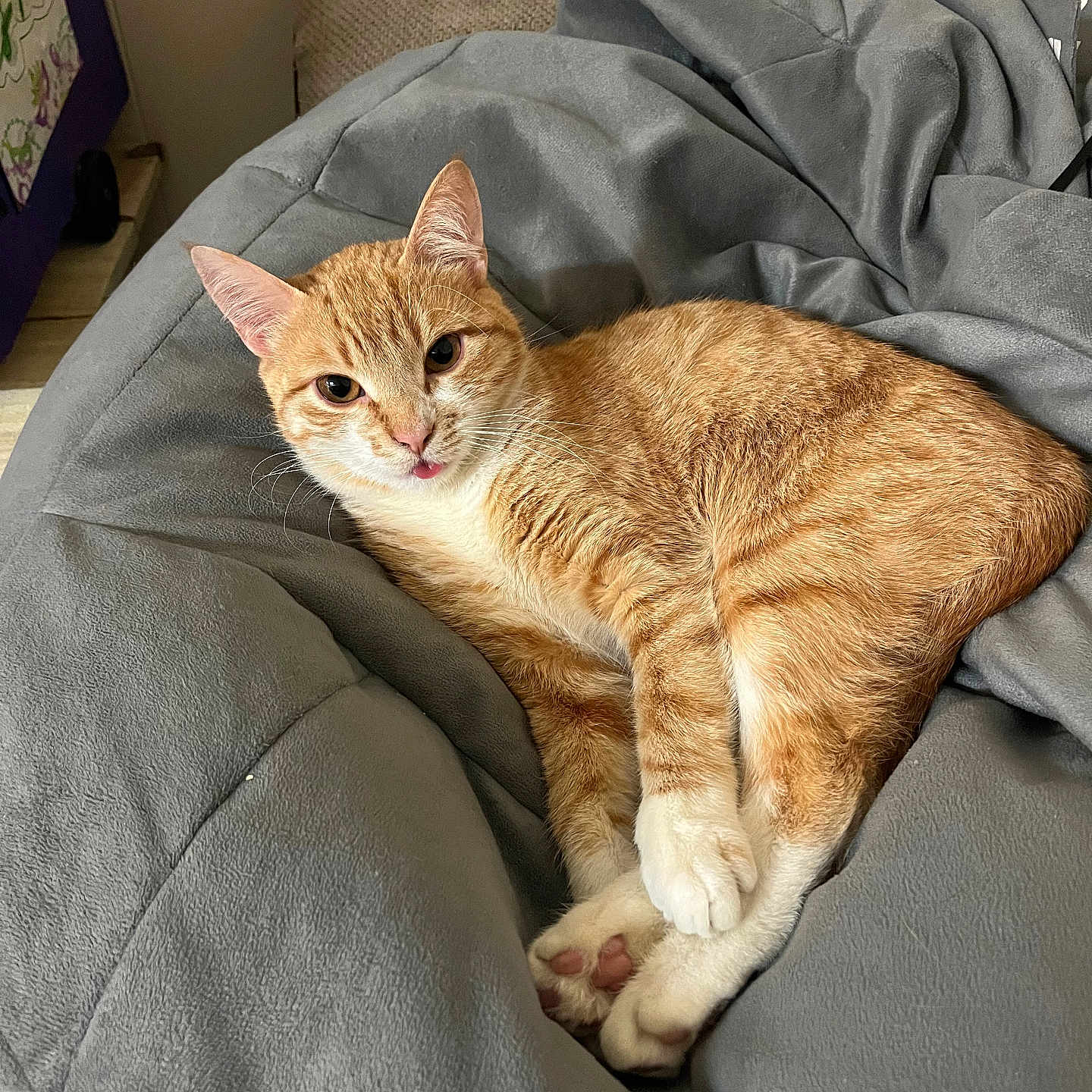 Tiger is registered to the contest to win money with this photo: animal, blanket, cat, comfortable, cozy, cute, cute_pet, domestic, feline, fur, indoor, looking_at_camera, orange_tabby, paws, pet, relaxed, resting, soft_texture, tongue_out, whiskers