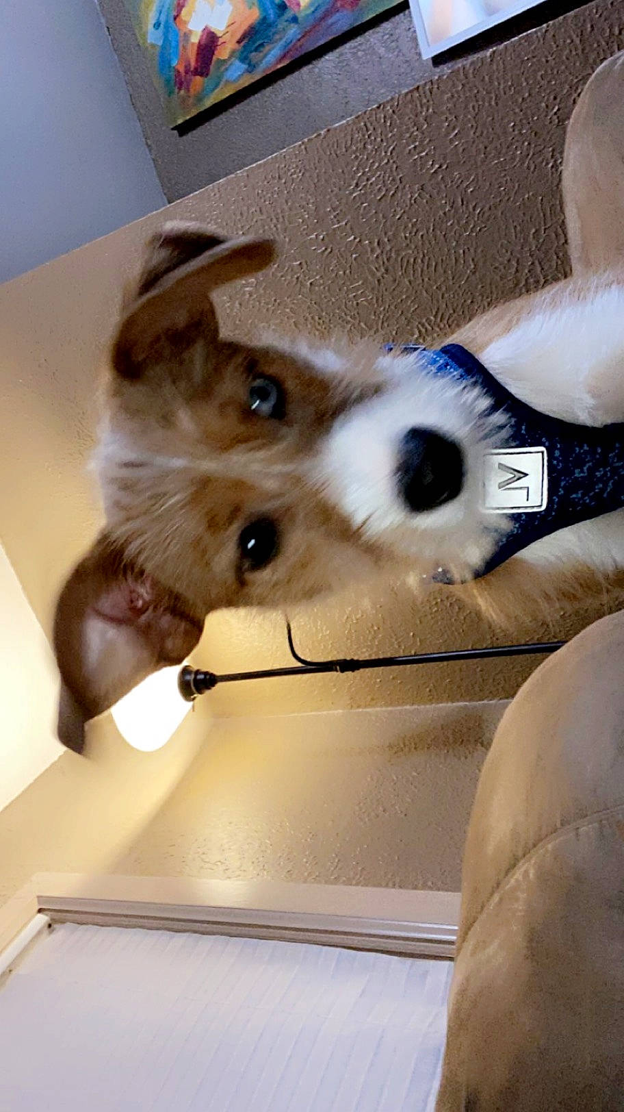 Rexi joined the competition — help win amazing prizes! canidae, carnivore, comfort, companion_dog, dog, dog_breed, dog_supply, fawn, flooring, fur, hardwood, non_sporting_group, paw, pet_supply, puppy, snout, sporting_group, toy_dog, whiskers, working_animal