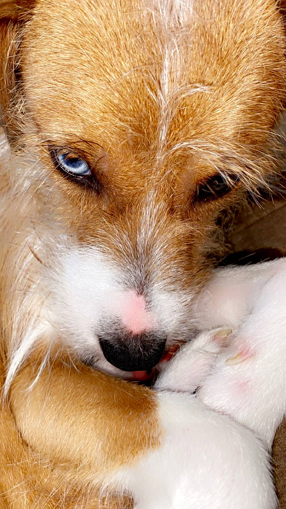 Rexi is registered to the contest to win money with this photo: canidae, carnivore, close_up, comfort, companion_dog, dog, dog_breed, fawn, fur, paw, snout, sporting_group, terrestrial_animal, whiskers, wildlife