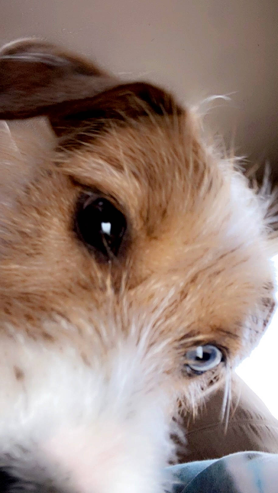 Rexi joined the competition — help win amazing prizes! canidae, carnivore, close_up, companion_dog, dog, dog_breed, ear, eyelash, fawn, fur, iris, liver, small_terrier, snout, sporting_group, terrestrial_animal, terrier, toy_dog, whiskers, working_animal