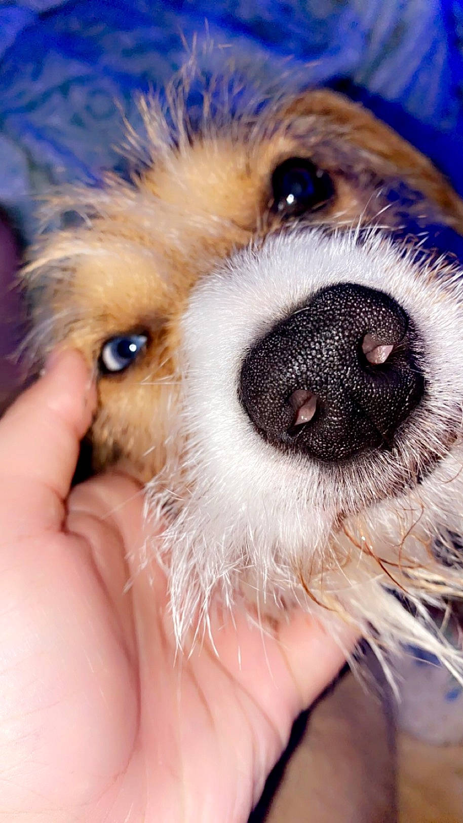 Rexi is registered to the contest to win money with this photo: canidae, carnivore, close_up, companion_dog, dog, dog_breed, eyelash, fawn, fur, paw, photography, puppy, puppy_love, small_terrier, snout, sporting_group, terrier, toy_dog, whiskers, working_animal