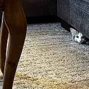 Obi joined the competition — help win amazing prizes! cat, kitten, animal, pet, feline, face, eyes, ears, white_fur, gray_fur, peeking, hiding, under_sofa, sofa, carpet, indoor, furniture, home, cute, portrait