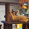 Obi is registered to the contest to win money with this photo: kitten, cat, pet, feline, animal, wide_eyed, lying_down, scratching_post, cat_tree, paw, fluffy, tabby, white_fur, brown_fur, indoors, kitchen, home, furniture, playful, portrait