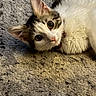 cat, pet, animal, feline, fur, close_up, carpet, indoor, curious, cute, whiskers, ears, eyes, lying_down, collar, domestic_animal, soft_texture, mammal, young_cat, resting