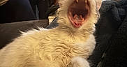 Obi is registered to the contest to win money with this photo: cat, fluffy, cream_colored, yawning, open_mouth, whiskers, fur, pet, animal, couch, blanket, indoors, home, person, relaxed, sleepy, funny, close_up, portrait, domestic