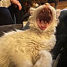 cat, fluffy, cream_colored, yawning, open_mouth, whiskers, fur, pet, animal, couch, blanket, indoors, home, person, relaxed, sleepy, funny, close_up, portrait, domestic