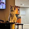 Obi is registered to the contest to win money with this photo: cat, kitten, pet, feline, fluffy, orange_cat, tabby, sitting, scratching_post, cat_tower, indoors, living_room, kitchen, furniture, television, wooden_cabinets, calendar, pet_toy, portrait, home