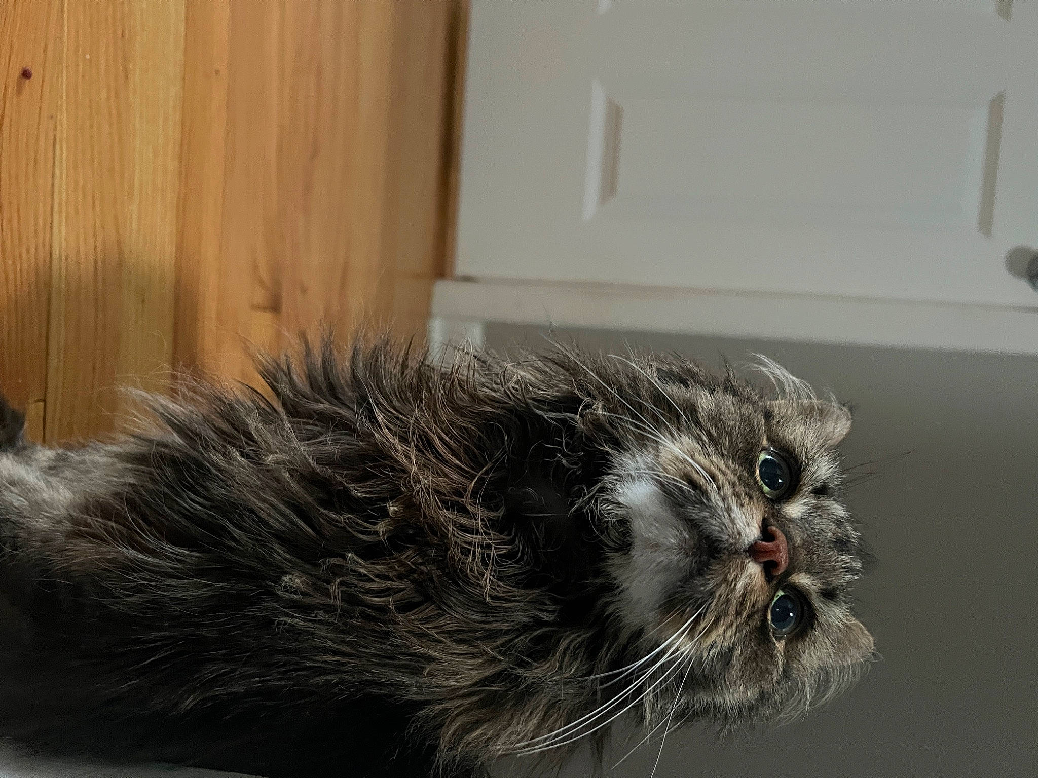 Duma is registered to the contest to win money with this photo: carnivore, cat, claw, comfort, domestic_short_haired_cat, felidae, flooring, fur, grey, paw, small_to_medium_sized_cats, snout, tail, terrestrial_animal, wall_plate, whiskers, wildlife, window, wood