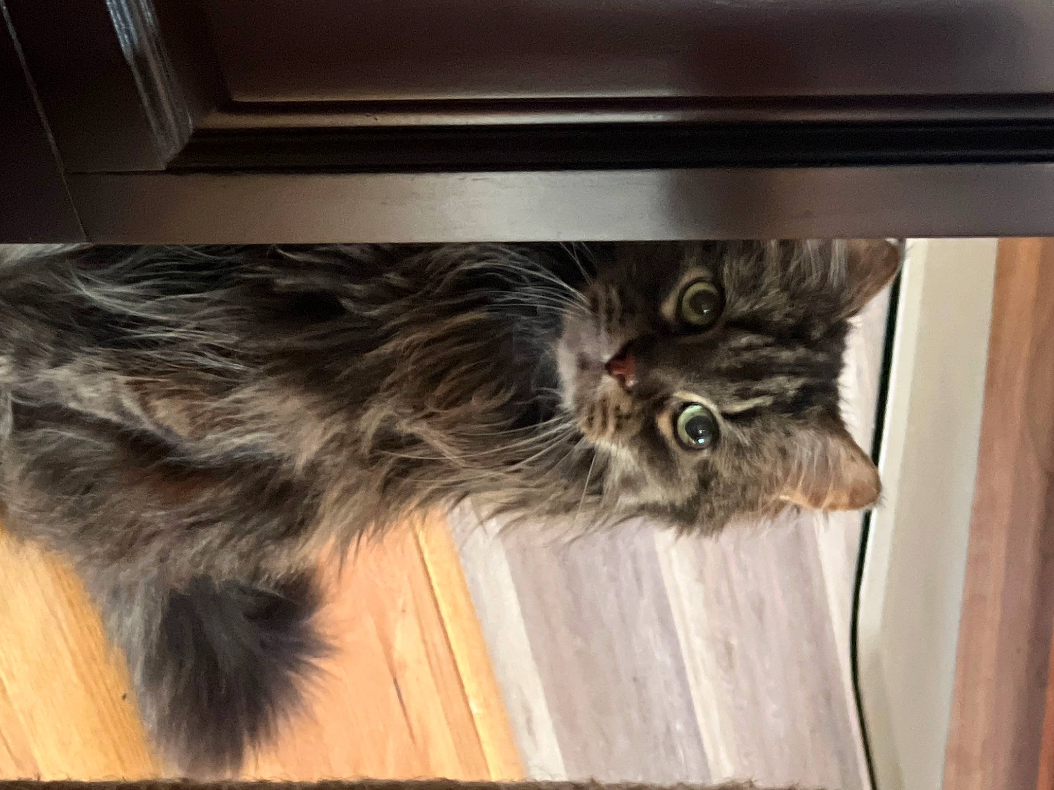 Duma joined the competition — help win amazing prizes! british_longhair, carnivore, cat, claw, comfort, domestic_short_haired_cat, felidae, fur, grey, hardwood, liver, paw, shelf, small_to_medium_sized_cats, tail, terrestrial_animal, whiskers, wood, wood_stain