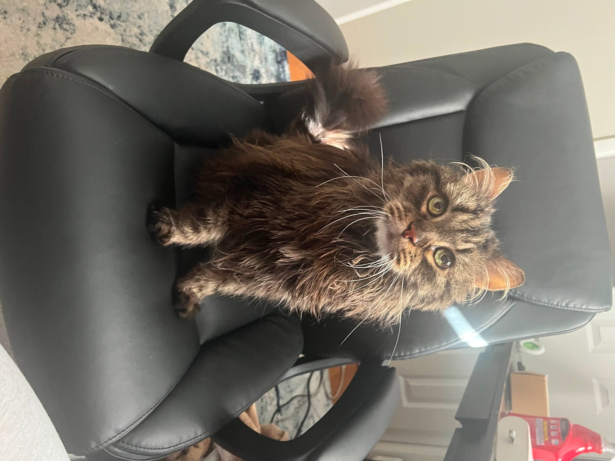 Duma joined the competition — help win amazing prizes! automotive_tire, bag, carnivore, cat, chair, comfort, domestic_short_haired_cat, eyewear, fashion_accessory, felidae, fur, human_leg, metal, rim, small_to_medium_sized_cats, tail, tire, vehicle, wheel, whiskers