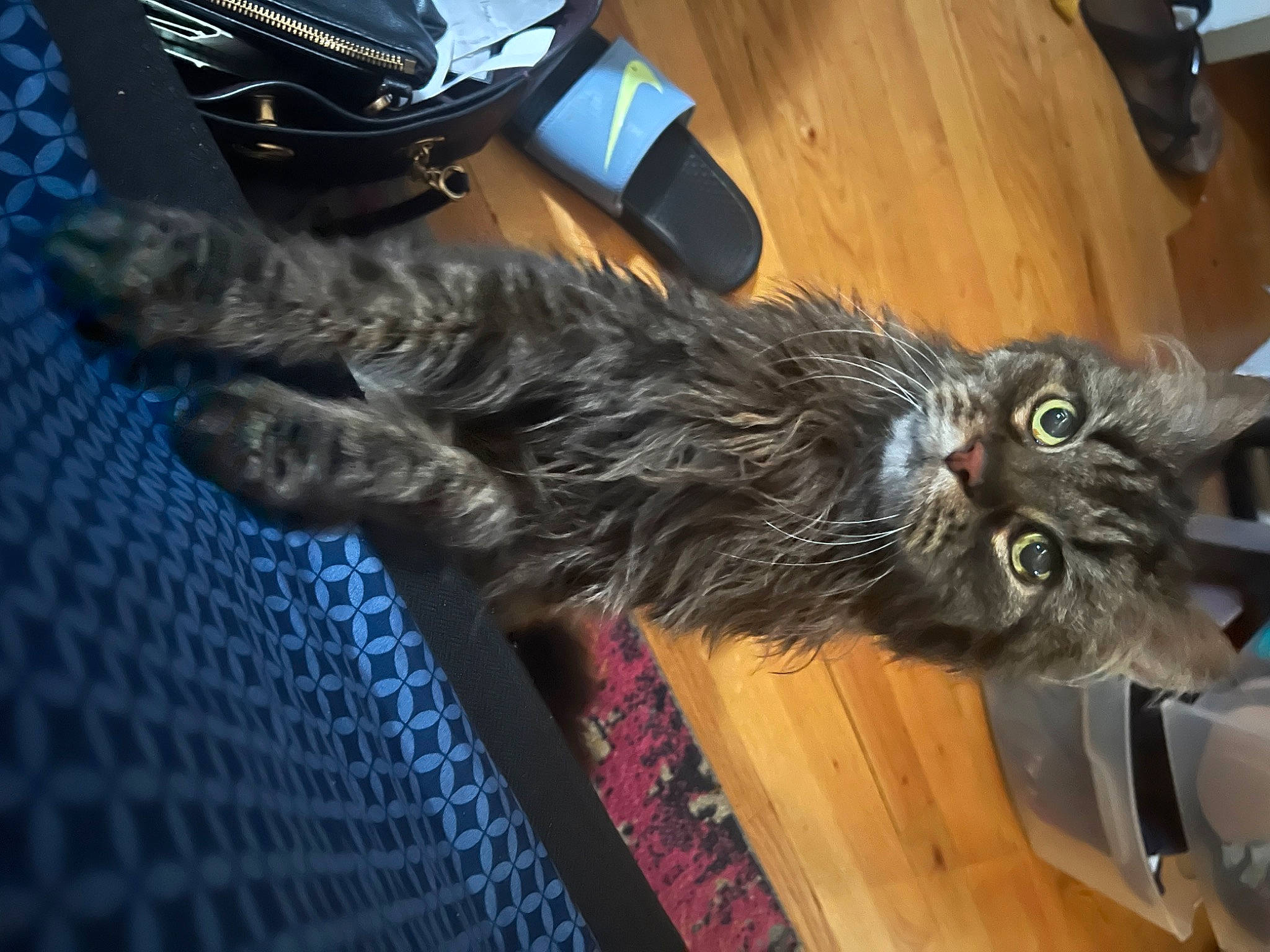 Duma joined the competition — help win amazing prizes! black_cat, carnivore, cat, claw, dog_breed, domestic_short_haired_cat, felidae, flooring, fur, hardwood, paw, small_to_medium_sized_cats, snout, sporting_group, tail, terrestrial_animal, whiskers, wing, wood