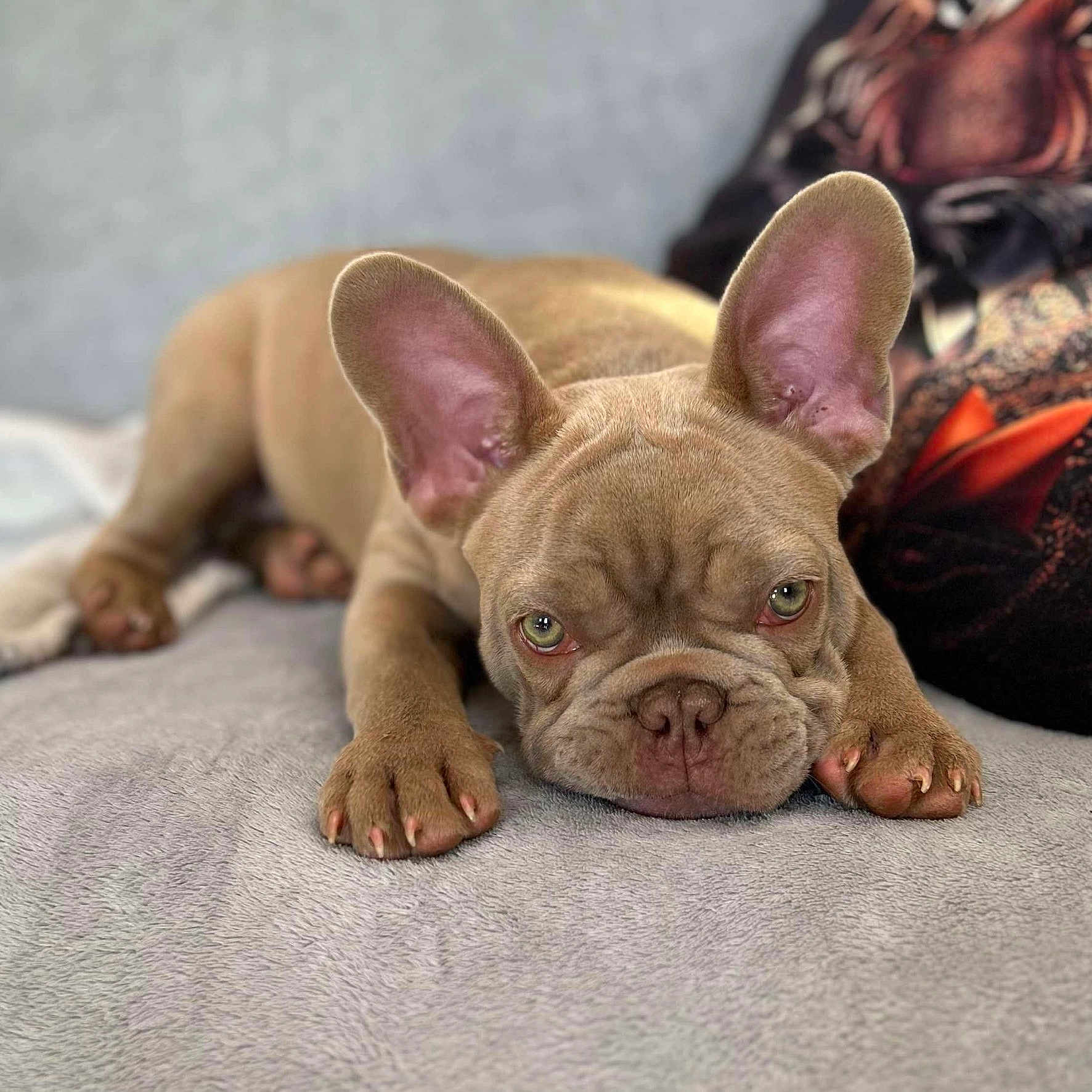 Végas Cottebrune a rejoint le concours — aidez-le/la à gagner de superbes lots ! animal, bulldog, canine, dog, frenchbulldog, pet, pitbull, puppy, snout