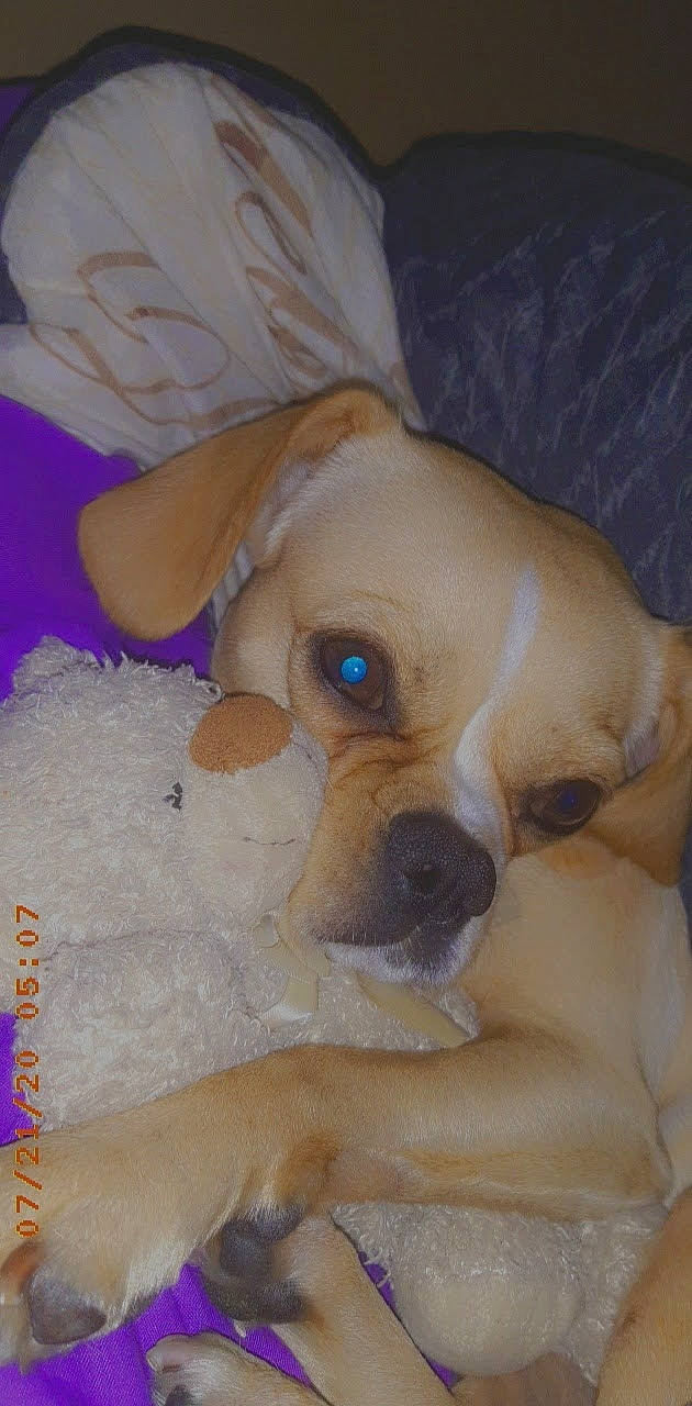 Bunny is registered to the contest to win money with this photo: canidae, carnivore, chest, comfort, companion_dog, dog, dog_breed, dog_supply, fawn, fur, linens, non_sporting_group, paw, pet_supply, puppy_love, sporting_group, toy, toy_dog, whiskers, working_animal