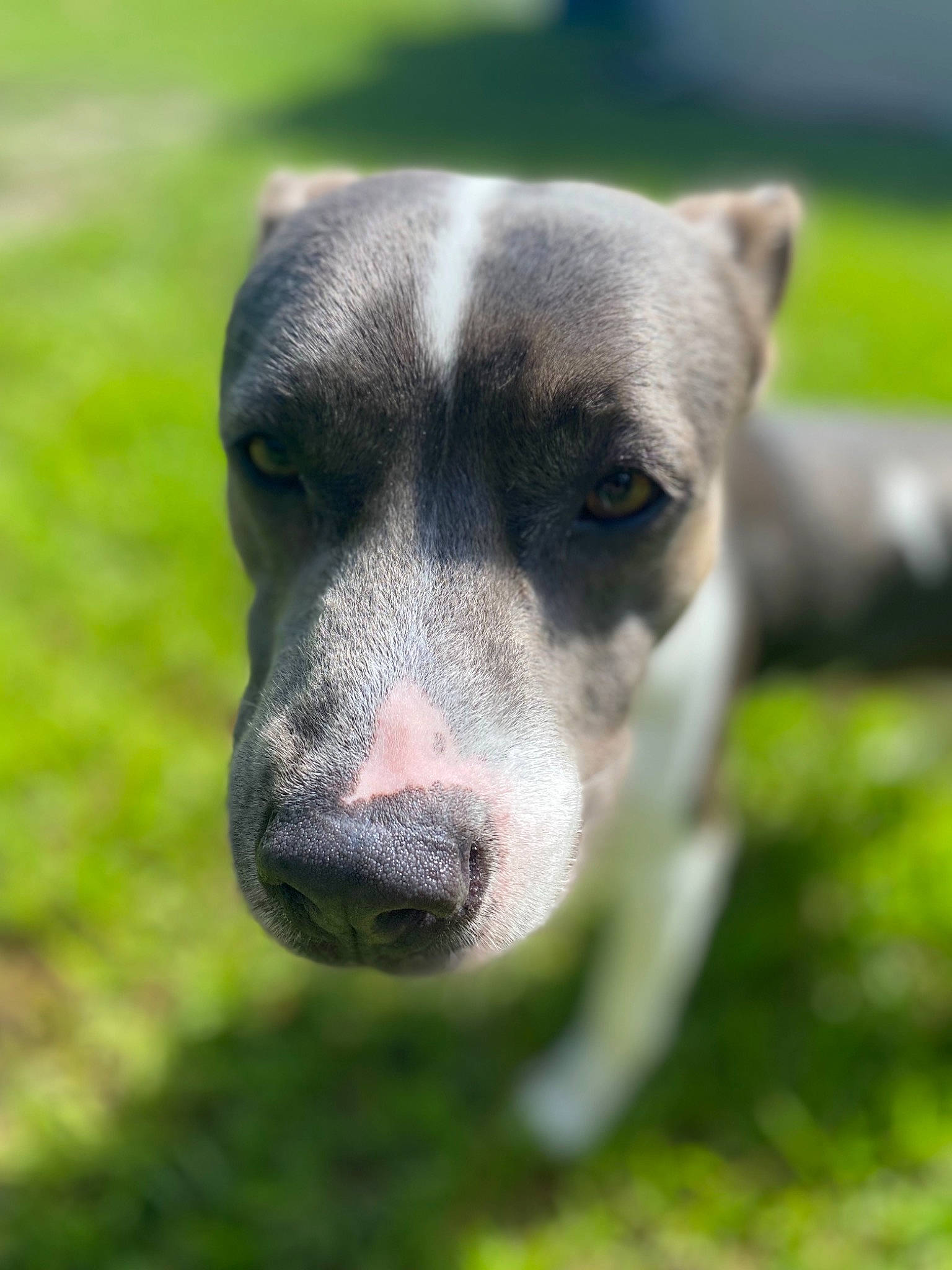 Poco is registered to the contest to win money with this photo: canidae, carnivore, companion_dog, dog, dog_breed, eye, fawn, grass, grassland, non_sporting_group, plant, sporting_group, street_dog, terrestrial_animal, whiskers, wildlife, working_animal, working_dog