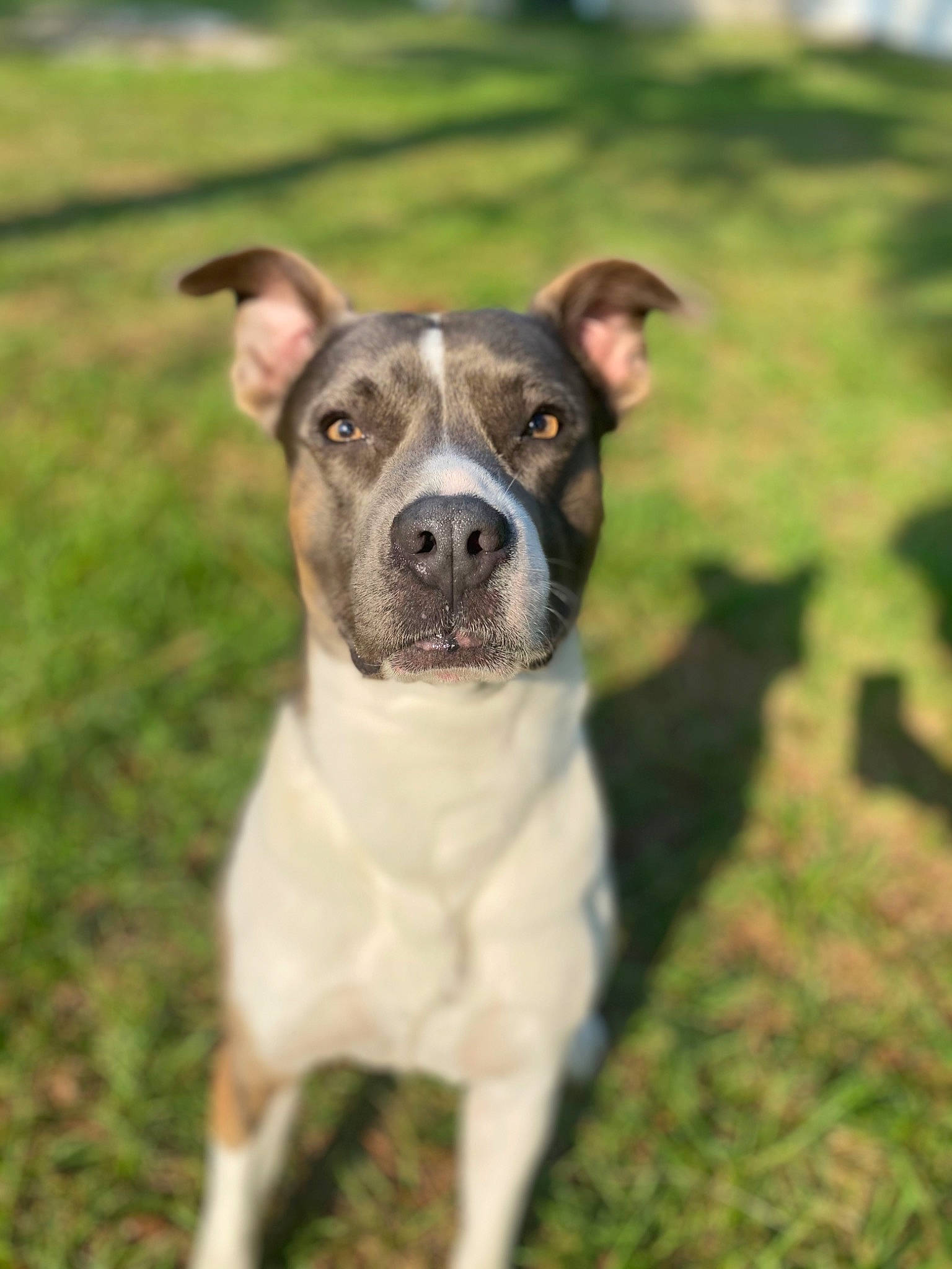 Poco joined the competition — help win amazing prizes! canidae, carnivore, collar, companion_dog, dog, dog_breed, dog_collar, fawn, grass, guard_dog, non_sporting_group, plant, puppy, snout, sporting_group, terrestrial_animal, whiskers, working_animal, working_dog