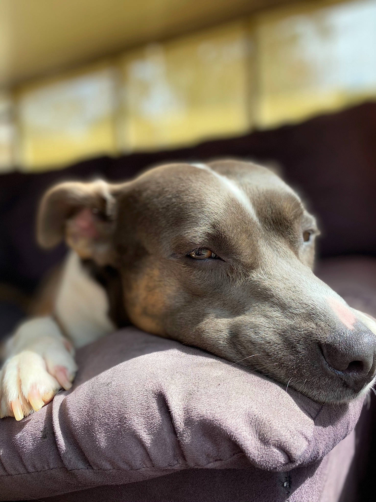 Poco is registered to the contest to win money with this photo: canidae, carnivore, comfort, companion_dog, dog, dog_breed, fawn, grey, hortaya_borzaya, magyar_agar, monochrome_photography, non_sporting_group, polish_greyhound, rampur_greyhound, sighthound, snout, sporting_group, terrestrial_animal, whiskers, working_animal