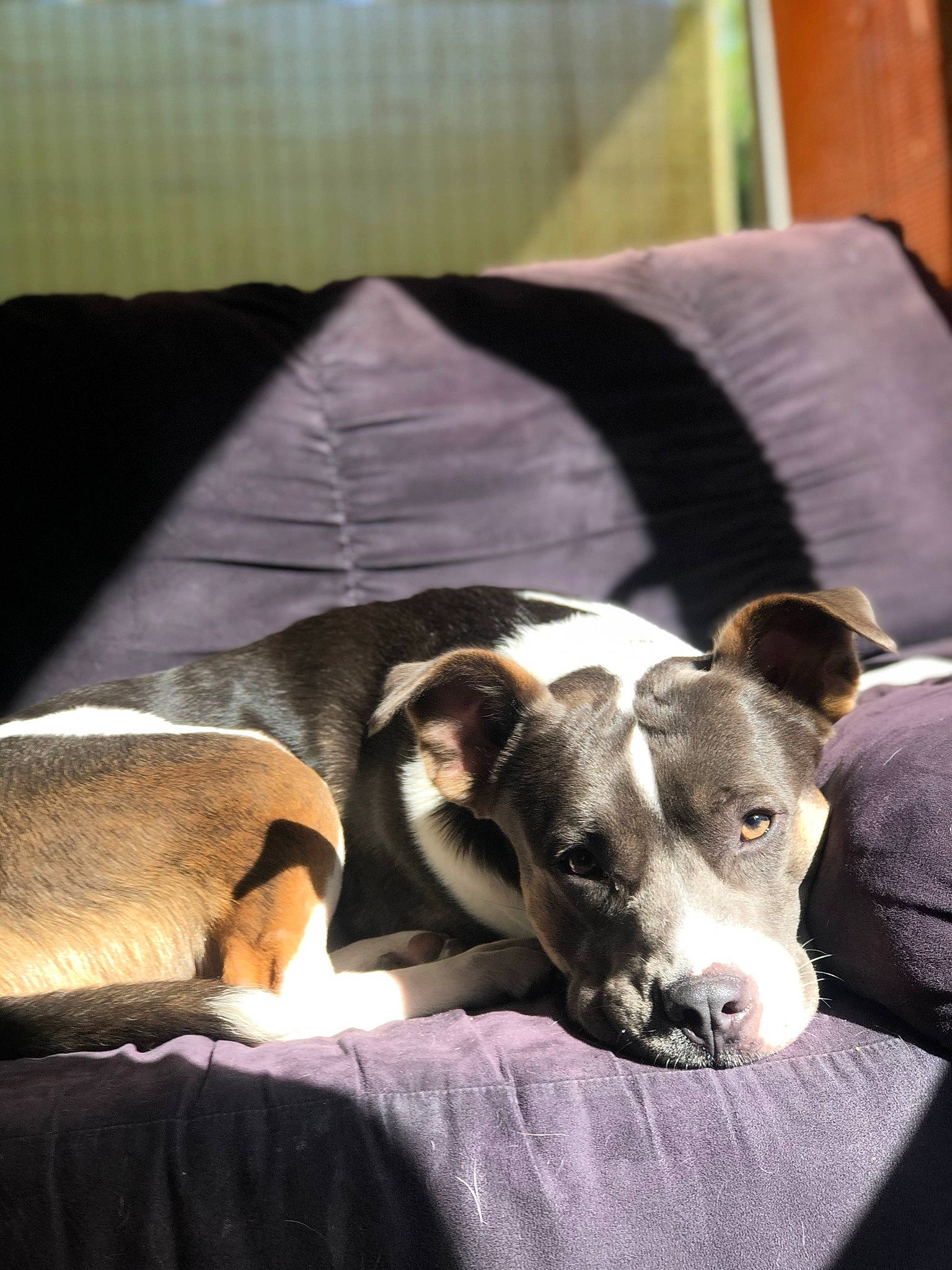 Poco joined the competition — help win amazing prizes! bored, canidae, carnivore, comfort, companion_dog, couch, dog, dog_breed, fawn, linens, nap, pillow, puppy, room, sleep, snout, sporting_group, working_animal