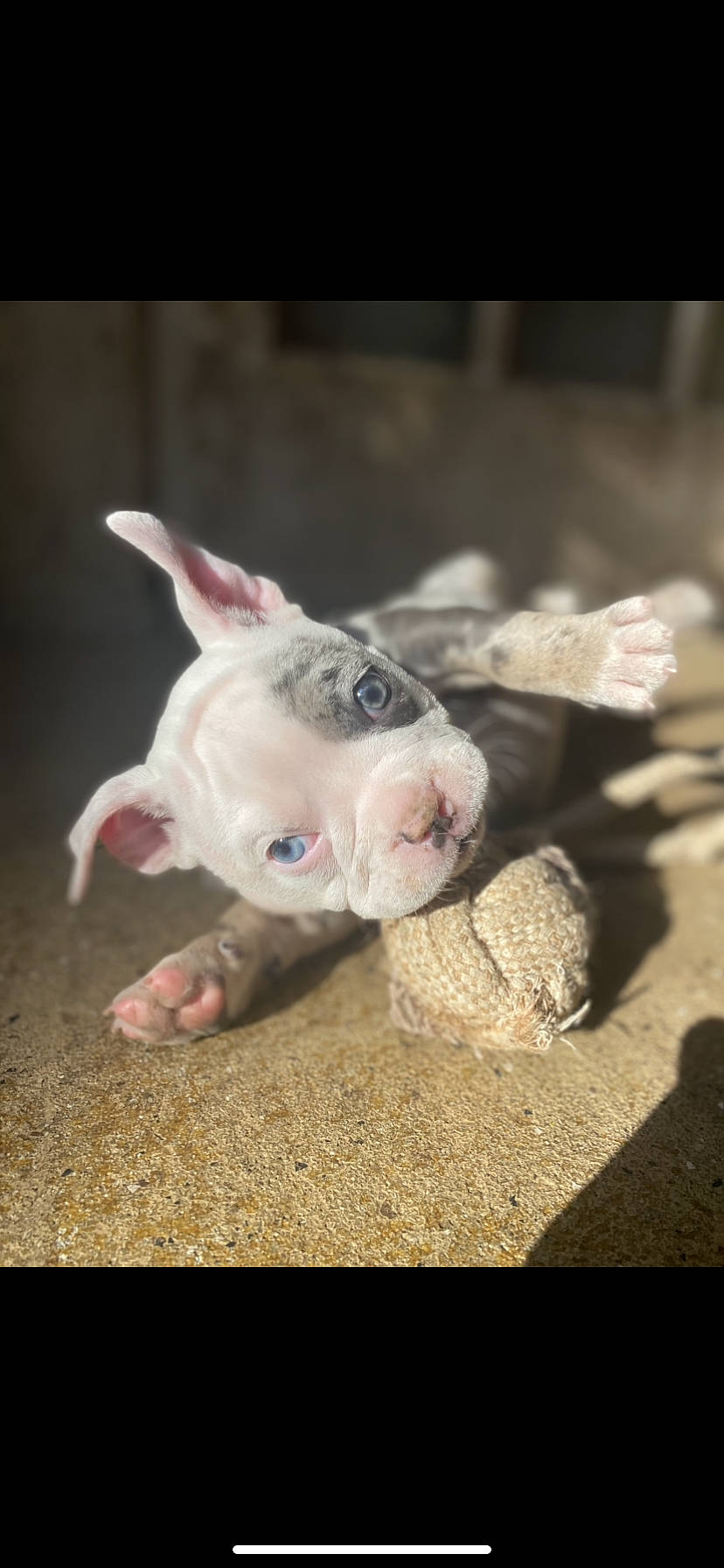 Shilo is registered to the contest to win money with this photo: dog_breed, domestic_pig, fawn, grass, landscape, livestock, non_sporting_group, recipe, snout, soil, suidae, terrestrial_animal