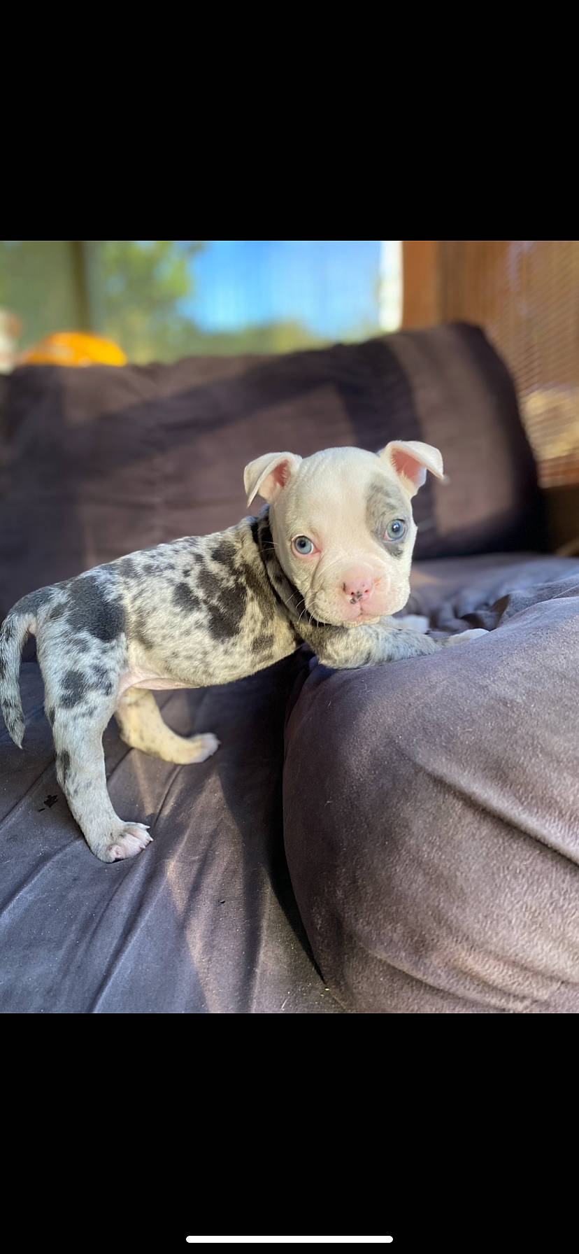 Shilo joined the competition — help win amazing prizes! canidae, carnivore, comfort, companion_dog, dog, dog_breed, fawn, fur, grass, livestock, non_sporting_group, puppy, sheep, snout, sporting_group, terrestrial_animal, toy, working_animal