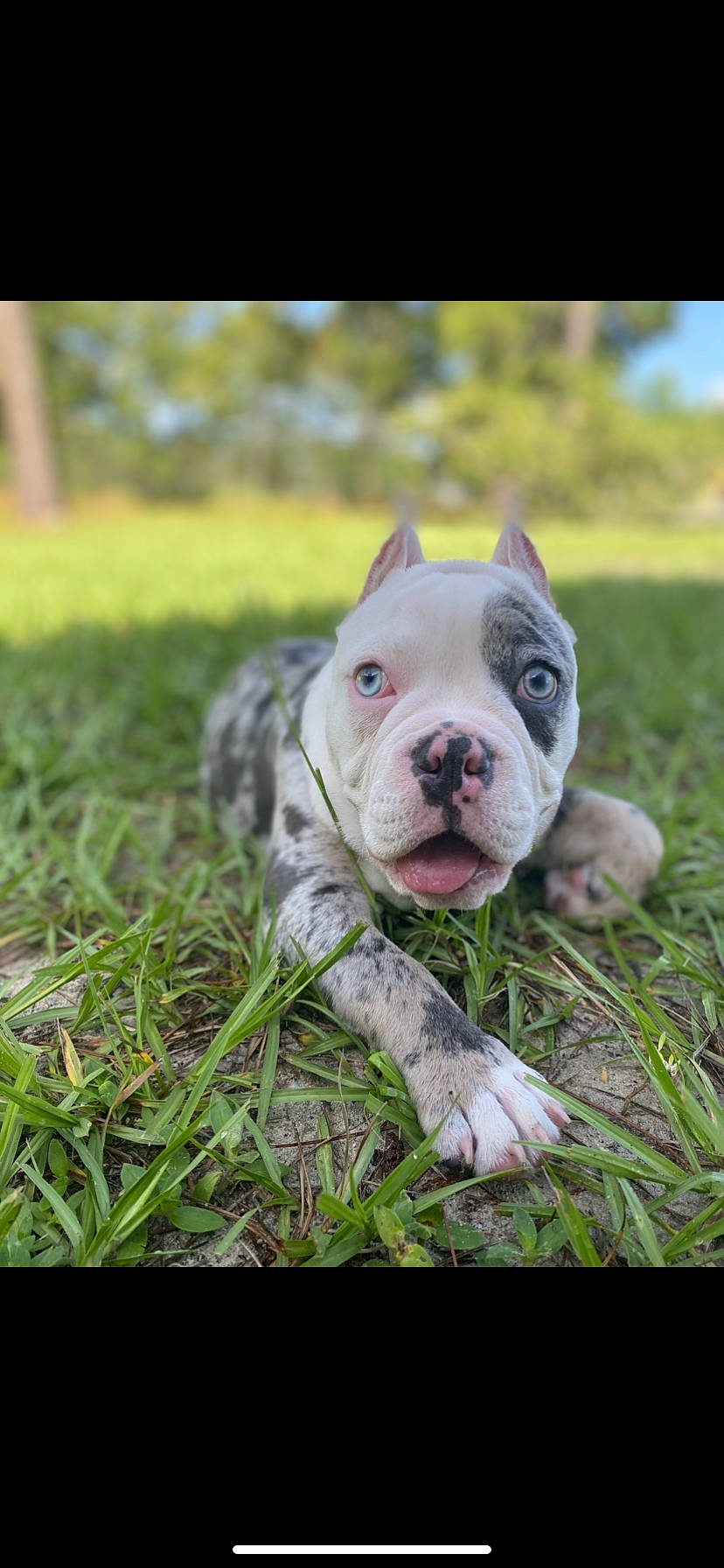 Shilo joined the competition — help win amazing prizes! bulldog, carnivore, collar, companion_dog, dog, dog_breed, fawn, grass, grassland, molosser, plant, puppy, snout, sporting_group, terrestrial_animal, toy_dog, whiskers, wildlife, working_dog, wrinkle
