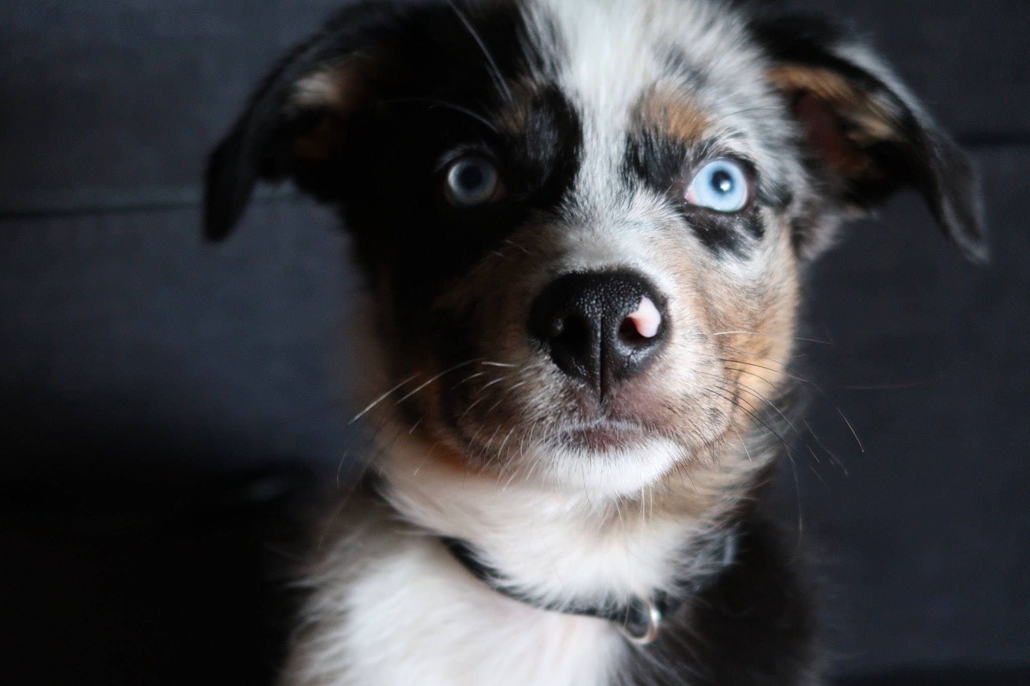 Azul joined the competition — help win amazing prizes! canidae, carnivore, companion_dog, dog, dog_breed, eye, fur, non_sporting_group, snout, sporting_group, terrestrial_animal, toy_dog, whiskers, working_animal, working_dog